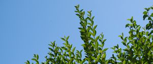 Preview wallpaper leaves, sky, shadows, nature