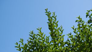 Preview wallpaper leaves, sky, shadows, nature