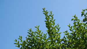Preview wallpaper leaves, sky, shadows, nature