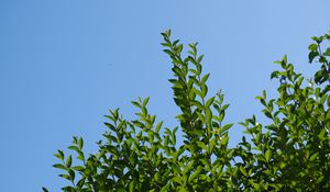 Preview wallpaper leaves, sky, shadows, nature