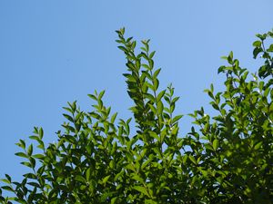 Preview wallpaper leaves, sky, shadows, nature