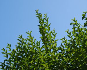 Preview wallpaper leaves, sky, shadows, nature