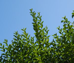 Preview wallpaper leaves, sky, shadows, nature