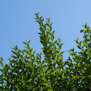 Preview wallpaper leaves, sky, shadows, nature