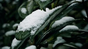 Preview wallpaper leaves, snow, macro, plant, winter
