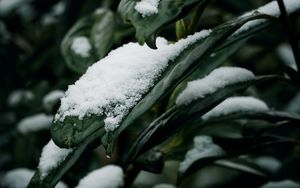 Preview wallpaper leaves, snow, macro, plant, winter