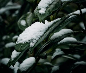 Preview wallpaper leaves, snow, macro, plant, winter