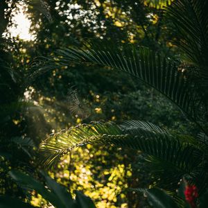 Preview wallpaper leaves, spider web, plants, bushes