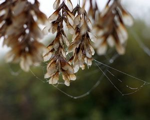 Preview wallpaper leaves, spider webs, dew, river, autumn, morning, mist