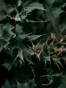 Preview wallpaper leaves, spines, ladybug, macro