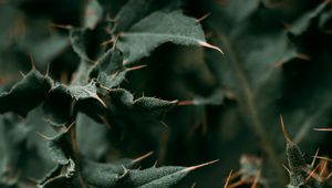 Preview wallpaper leaves, spines, ladybug, macro