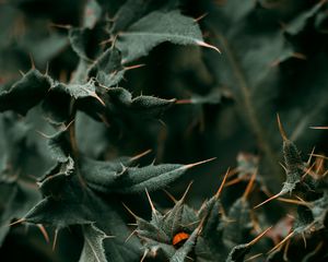 Preview wallpaper leaves, spines, ladybug, macro