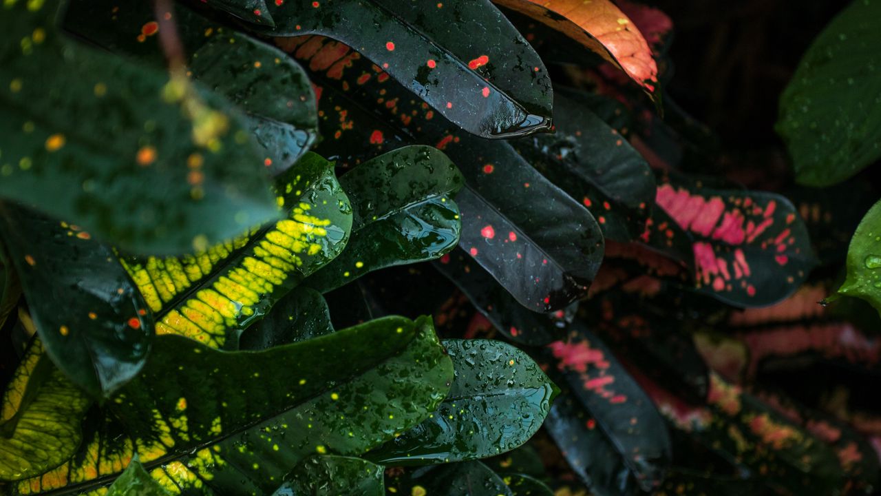 Wallpaper leaves, spots, colorful, wet, drops