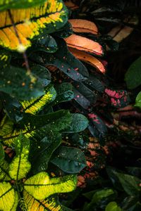 Preview wallpaper leaves, spots, colorful, wet, drops