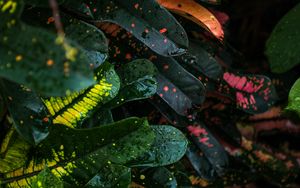 Preview wallpaper leaves, spots, colorful, wet, drops