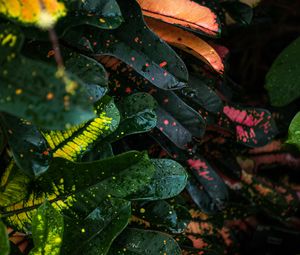 Preview wallpaper leaves, spots, colorful, wet, drops