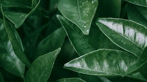 Preview wallpaper leaves, spots, macro, plant, green