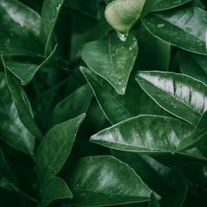 Preview wallpaper leaves, spots, macro, plant, green