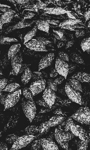 Preview wallpaper leaves, spotted, bw, plant, gray