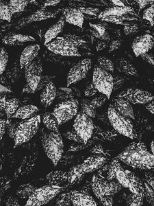 Preview wallpaper leaves, spotted, bw, plant, gray
