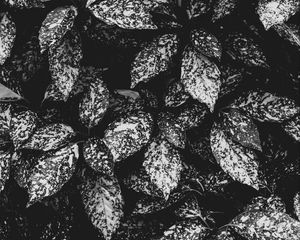 Preview wallpaper leaves, spotted, bw, plant, gray