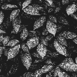 Preview wallpaper leaves, spotted, bw, plant, gray