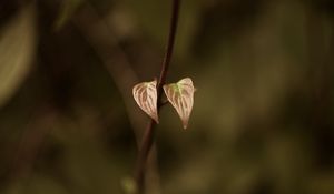 Preview wallpaper leaves, sprout, branch, macro