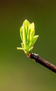 Preview wallpaper leaves, sprouts, branch, spring, macro