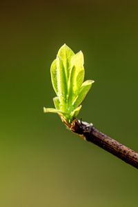 Preview wallpaper leaves, sprouts, branch, spring, macro