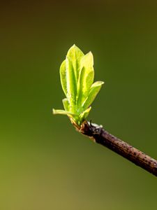 Preview wallpaper leaves, sprouts, branch, spring, macro