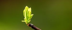 Preview wallpaper leaves, sprouts, branch, spring, macro