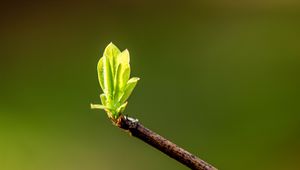 Preview wallpaper leaves, sprouts, branch, spring, macro