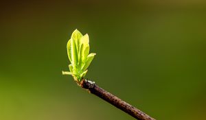 Preview wallpaper leaves, sprouts, branch, spring, macro