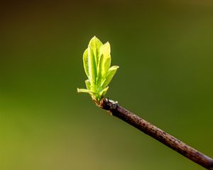 Preview wallpaper leaves, sprouts, branch, spring, macro