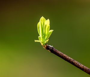 Preview wallpaper leaves, sprouts, branch, spring, macro