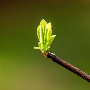 Preview wallpaper leaves, sprouts, branch, spring, macro