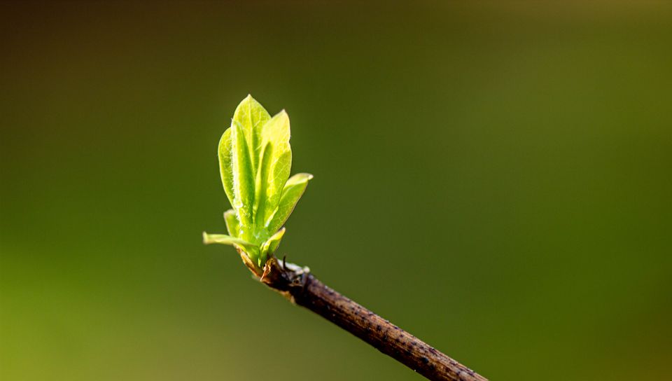 960x544 Wallpaper leaves, sprouts, branch, spring, macro