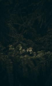 Preview wallpaper leaves, spruce, branches, needles, macro, green