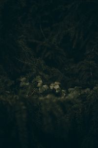 Preview wallpaper leaves, spruce, branches, needles, macro, green
