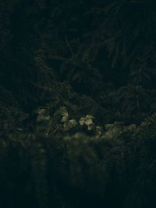 Preview wallpaper leaves, spruce, branches, needles, macro, green