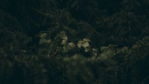 Preview wallpaper leaves, spruce, branches, needles, macro, green