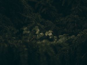 Preview wallpaper leaves, spruce, branches, needles, macro, green