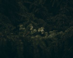 Preview wallpaper leaves, spruce, branches, needles, macro, green