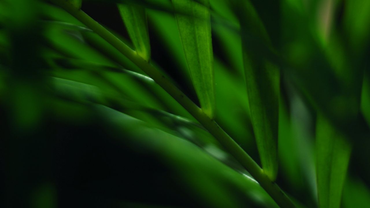 Wallpaper leaves, stem, blur, macro, green