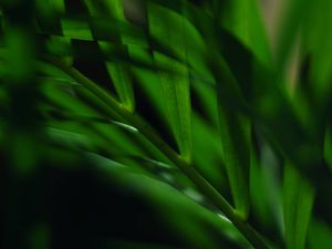 Preview wallpaper leaves, stem, blur, macro, green