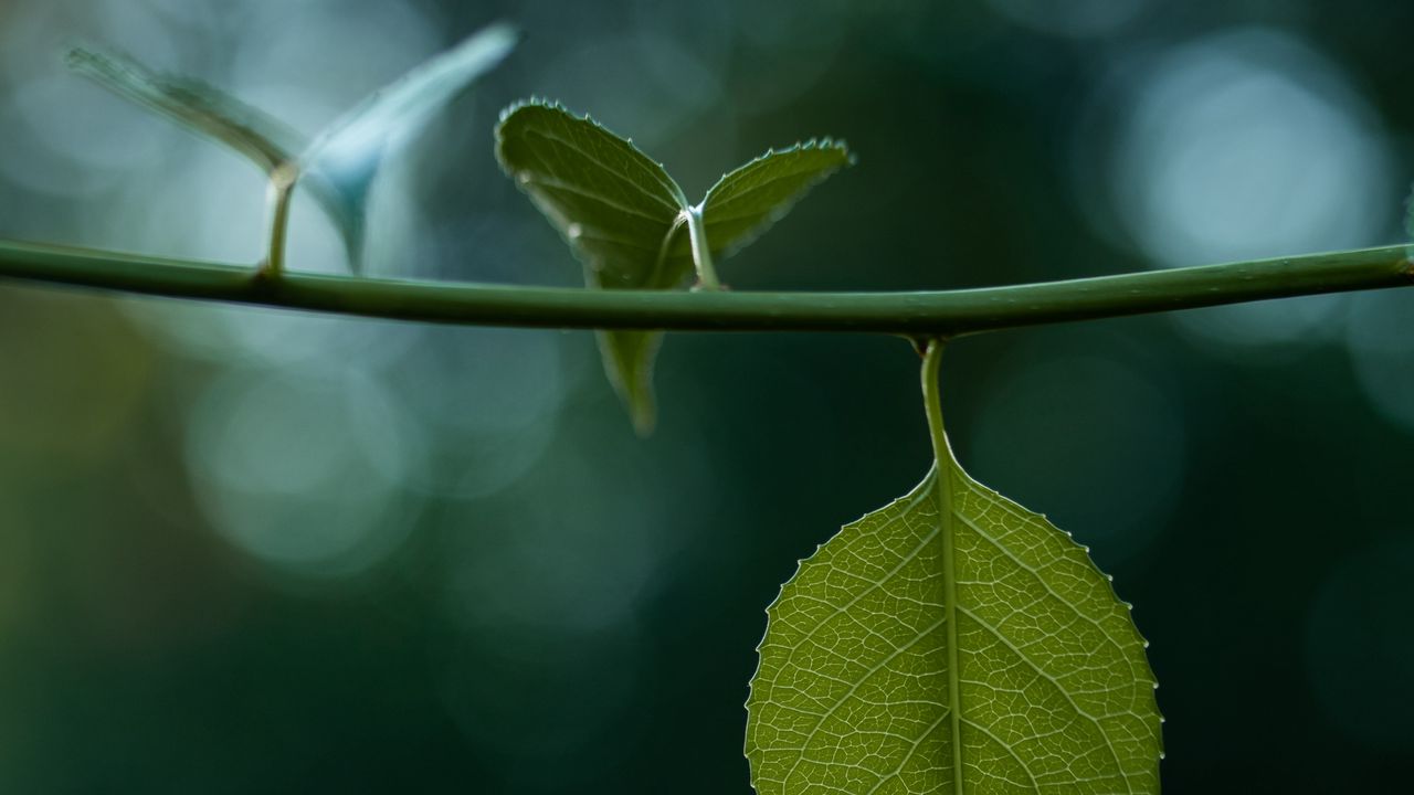 Wallpaper leaves, stem, green, macro, blur, bokeh