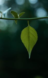 Preview wallpaper leaves, stem, green, macro, blur, bokeh