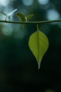 Preview wallpaper leaves, stem, green, macro, blur, bokeh