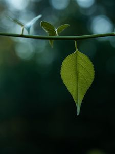 Preview wallpaper leaves, stem, green, macro, blur, bokeh