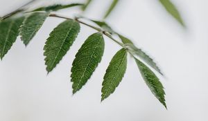Preview wallpaper leaves, stem, macro, white, green